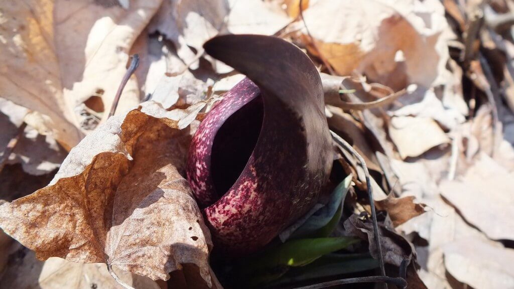 Skunk Cabbage bract, cootes paradise, hamilton, ontario