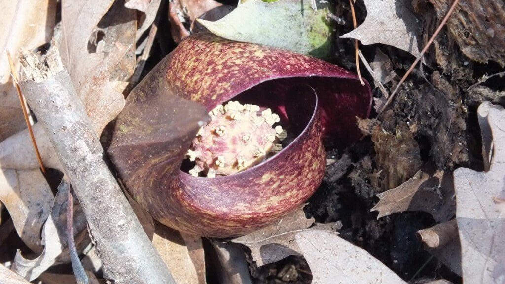 Skunk Cabbage spathe or bract, cootes paradise, hamilton, ontario