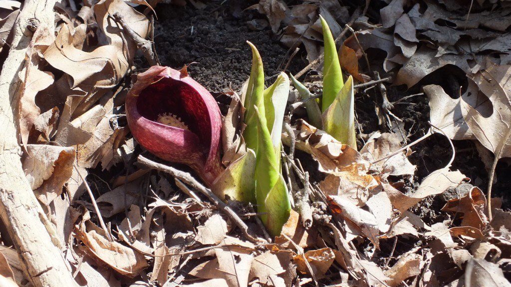 Skunk Cabbage plant among fallen leaves in Hamilton - Ontario