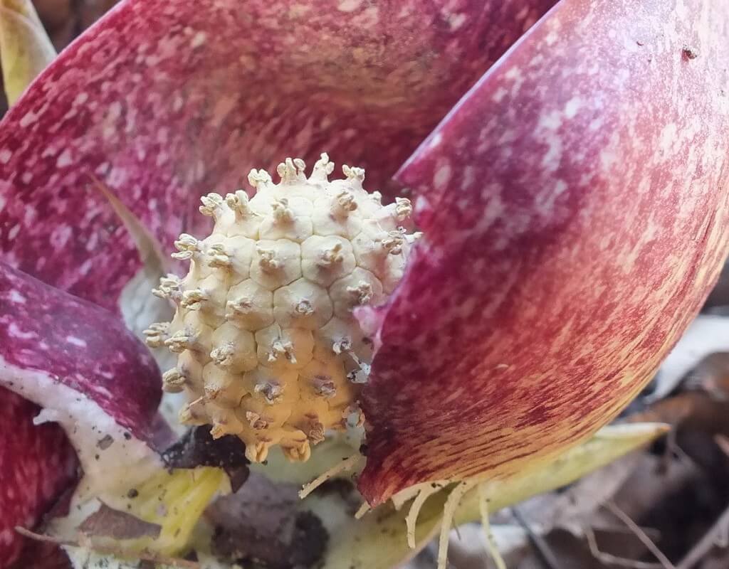 Skunk Cabbage plant - closeup of the spadix knob