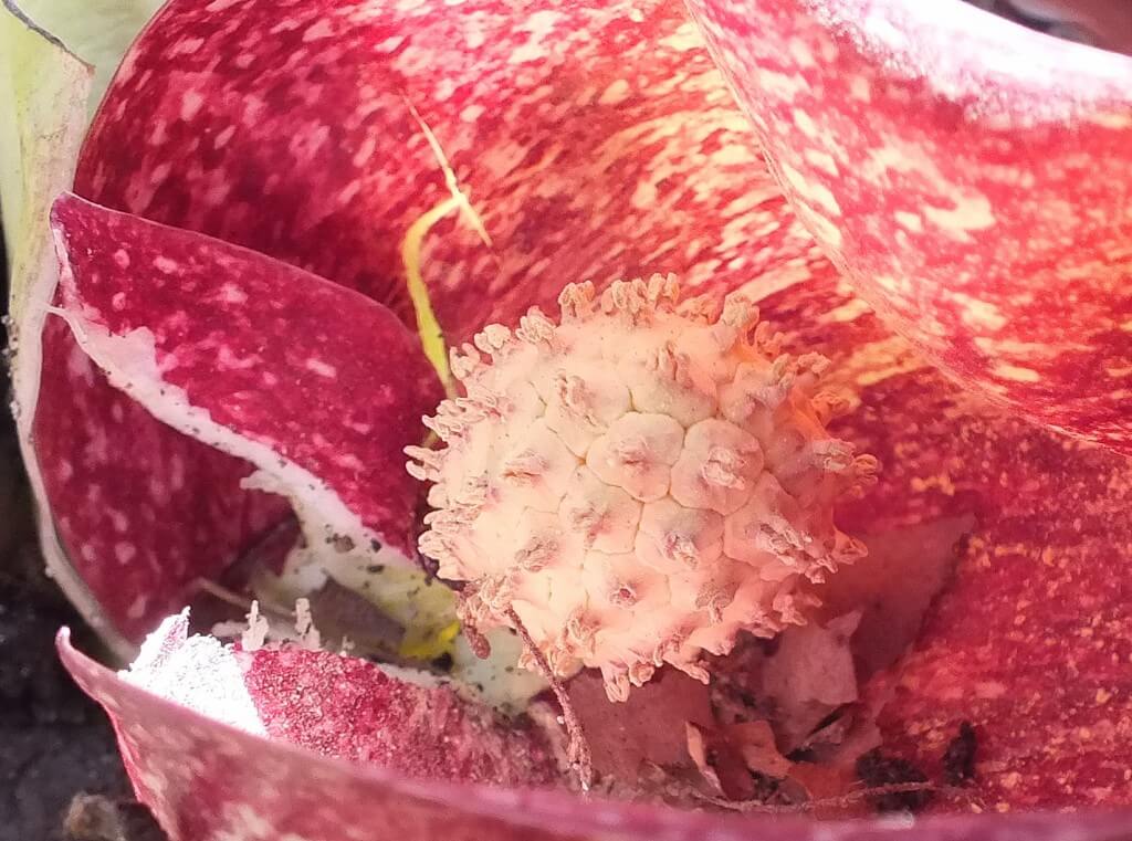 picture of a Skunk cabbage plant's spathe pod in cootes paradise wetlands, Hamilton, Ontario