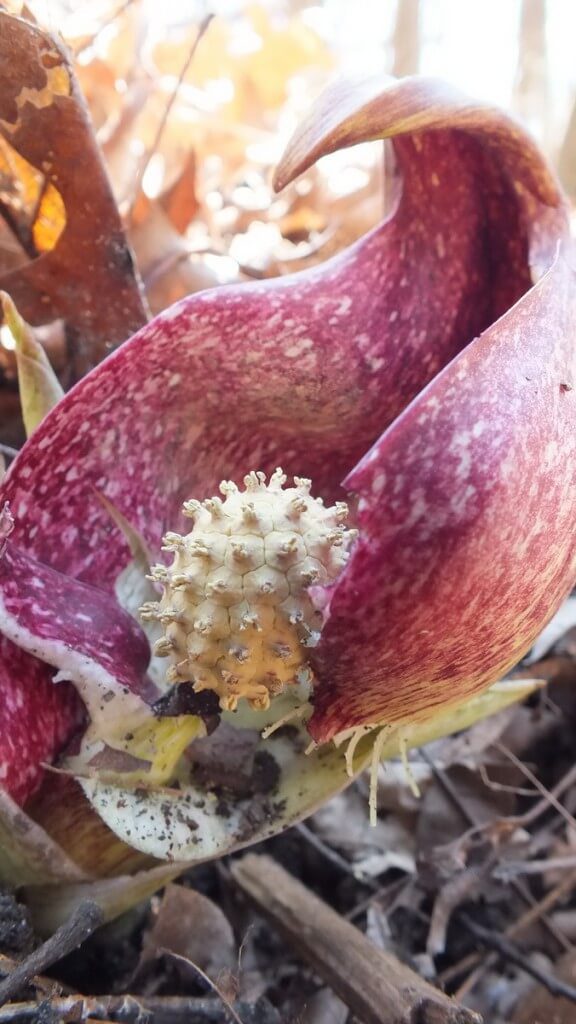 Skunk Cabbage - with spadix knob revealed - Hamilton - Ontario