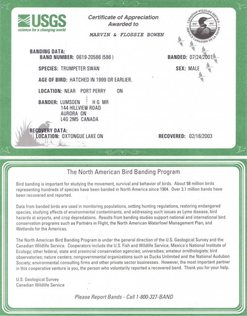 Trumpeter Swan - certificate of appreciation award - bowens