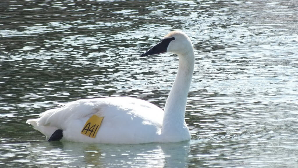 Trumpeter swan number A41 at Washago - Ontario