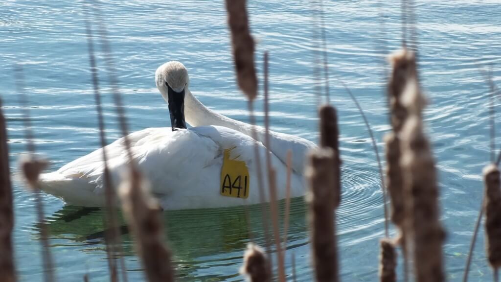 Trumpeter swan A41 - preening back - Washago beach - Ontario