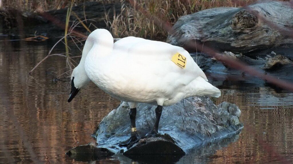 Trumpeter swan L12 - lifts head - Rouge National Park - Ontario