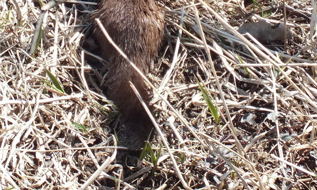 black tipped tail of a mink, colonel samuel smith park, etobicoke, ontario