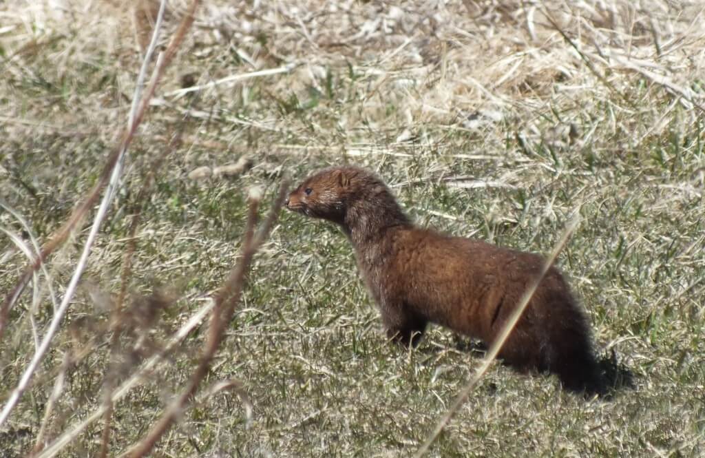Mink, colonel samuel smith park, etobicoke, ontario