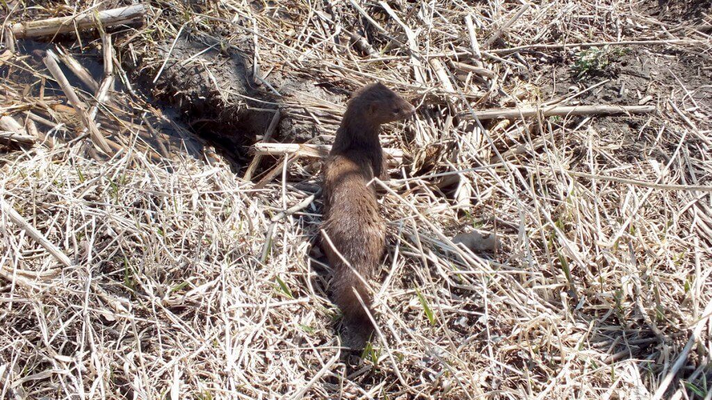 a mink, colonel samuel smith park, etobicoke, ontario