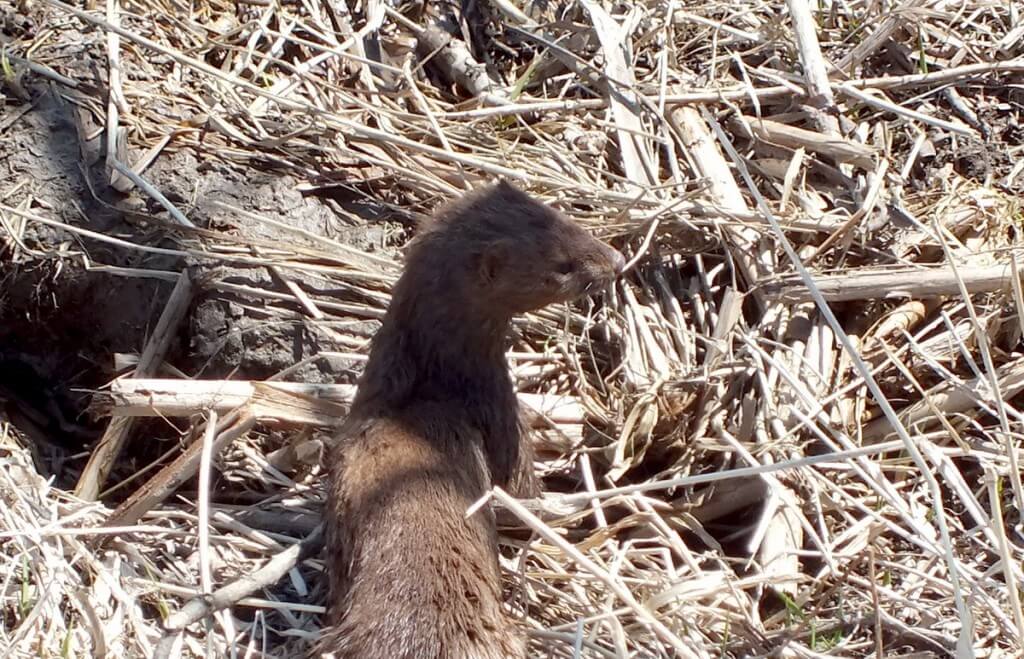 Mink, colonel samuel smith park, etobicoke, ontario