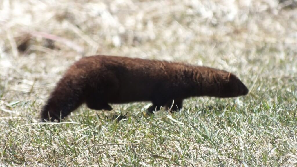 Mink, colonel samuel smith park, etobicoke, ontario