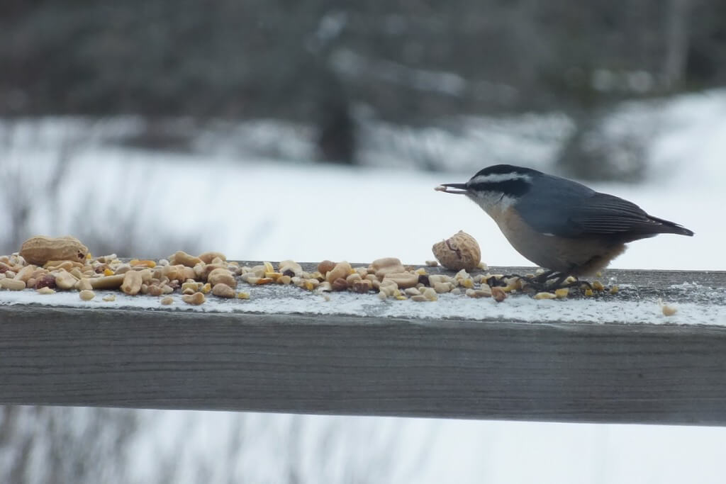 Red-Breasted Nuthatch, leaf lake ski trail, Algonquin Provincial Park, Ontario, Canada