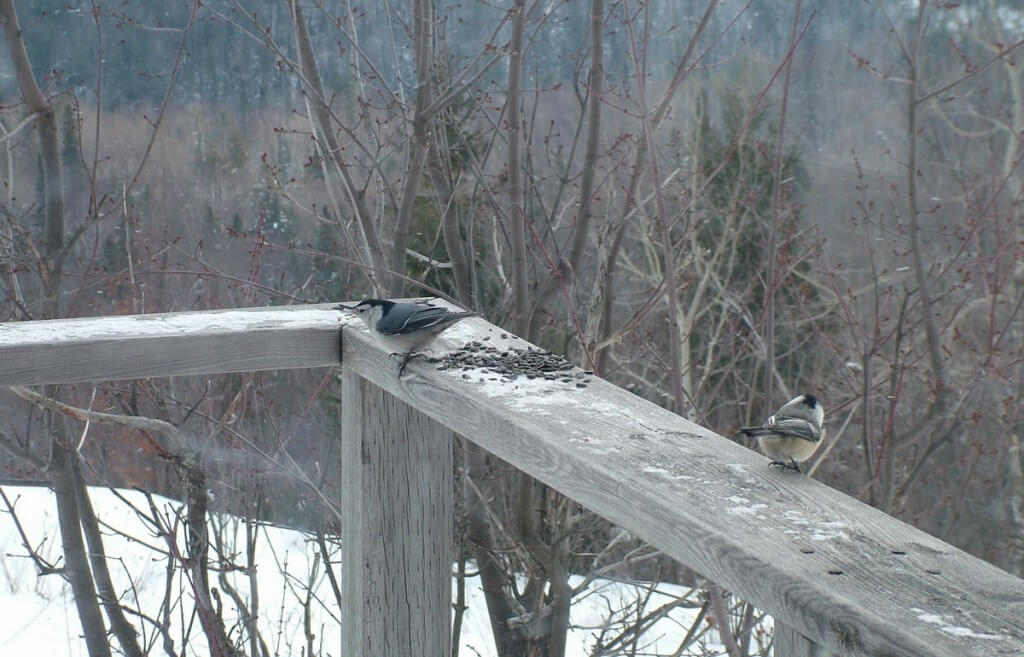 White Breasted Nuthatch, leaf lake ski trail, Algonquin Provincial Park, Ontario, Canada
