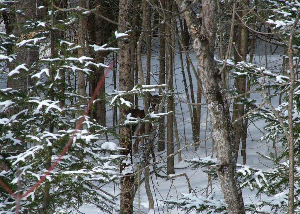 White tailed deer, Algonquin Provincial Park, Ontario, Canada