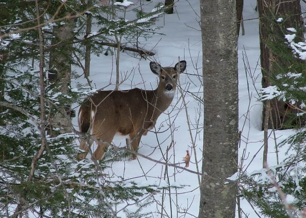 White tailed deer, Algonquin Provincial Park, Ontario, Canada
