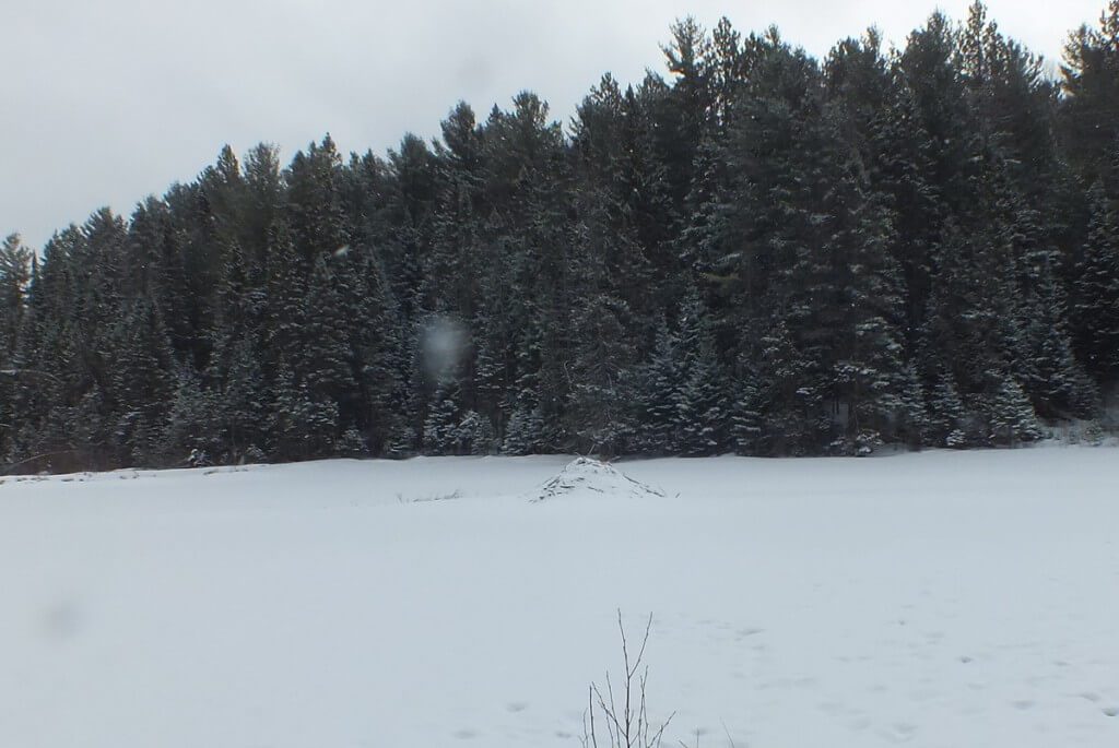 beaver lodge - algonquin park
