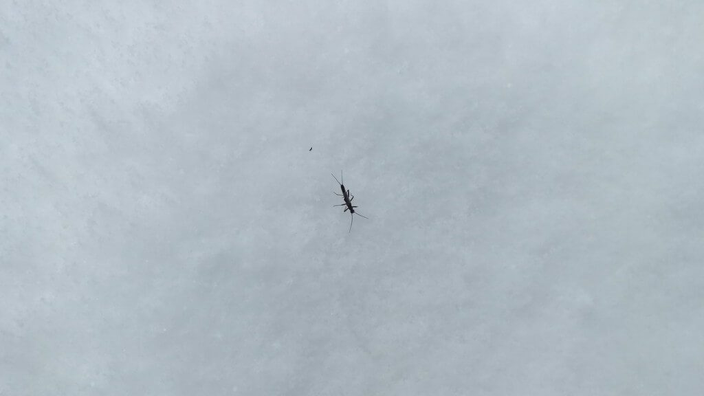 A long legged bug sighted on the snow in March in Algonquin Provincial Park