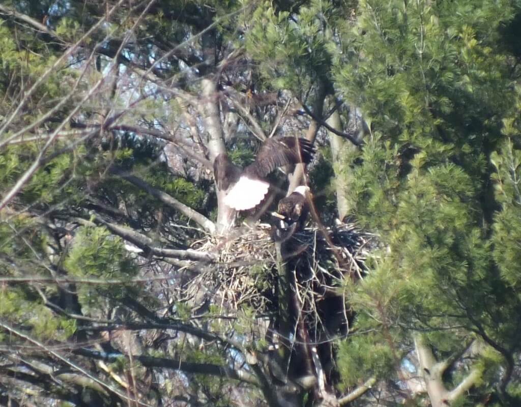 Bald Eagle lands in nest - Cootes Paradise Marsh - Hamilton - Ontario
