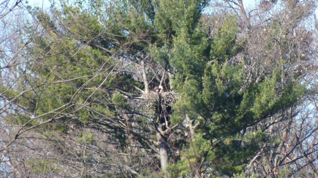 Bald Eagle nest - Cootes Paradise Marsh - Hamilton - Ontario