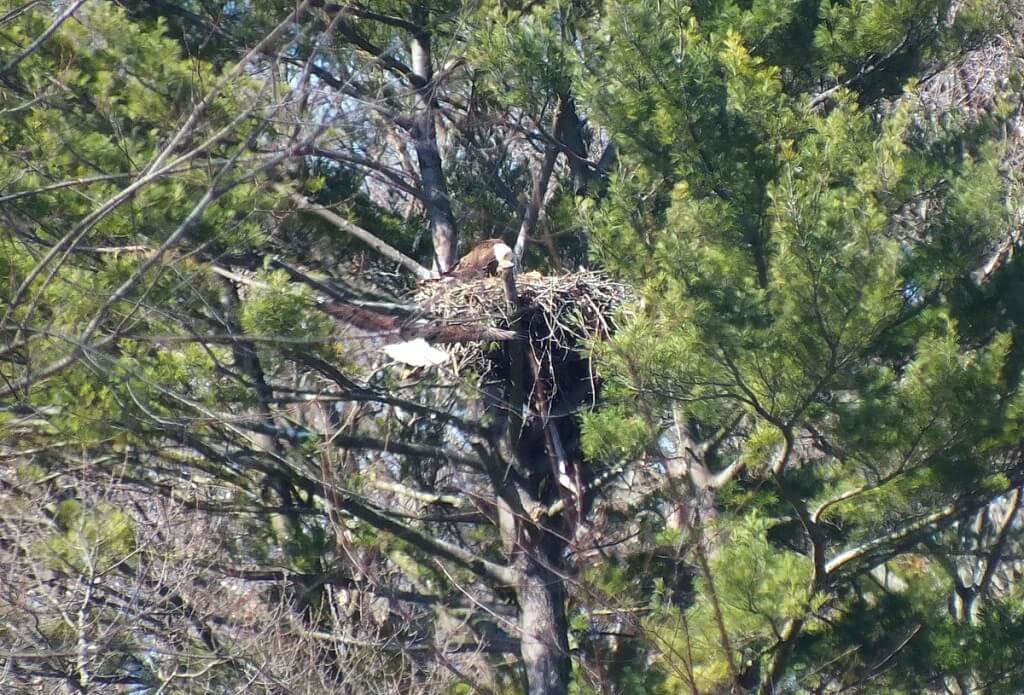 Bald Eagle returns - Cootes Paradise Marsh - Hamilton - Ontario