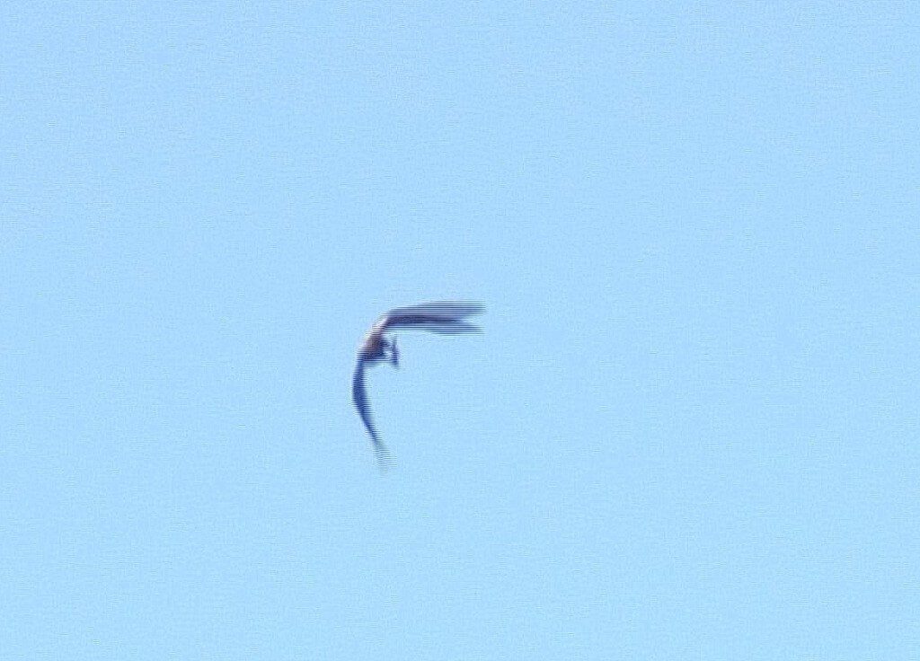 Bald Eagle returns with fish - Cootes Paradise - Hamilton