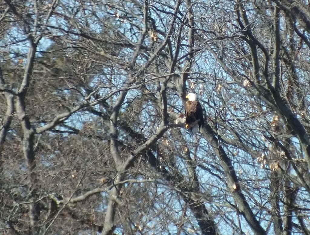 Bald Eagle sits on another tree - Cootes Paradise Marsh - Hamilton - Ontario