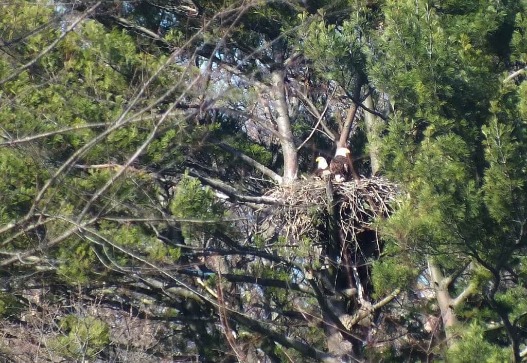 Bald Eagles sit on nests together - Cootes Paradise Marsh - Hamilton - Ontario