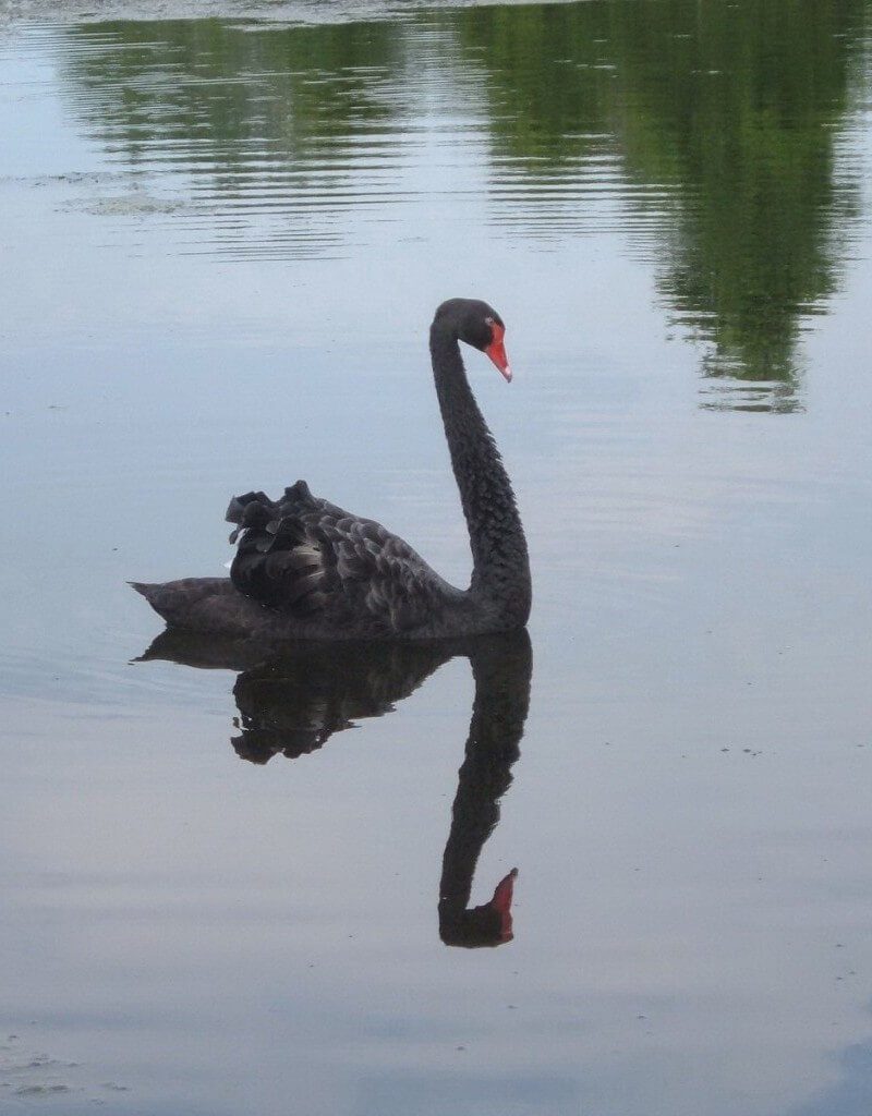 Black Swan floating on the Otonabee River - Ontario