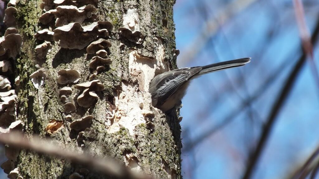 Black-capped chickadee excavates nest hole - thicksons woods