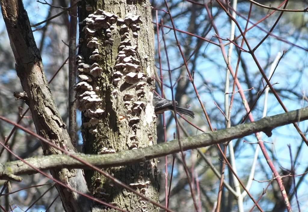 Black-capped chickadee excavates hole - thicksons woods