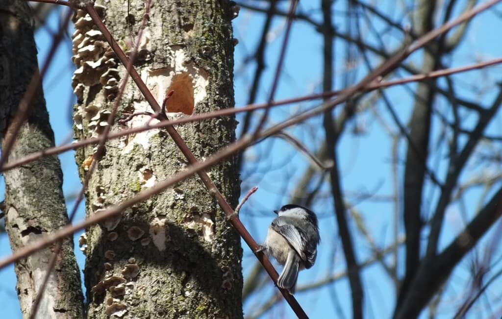 Black-capped chickadee by nest hole - thicksons woods