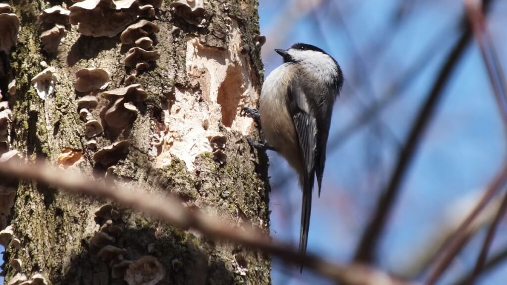 Black-capped chickadee at nest hole - thicksons woods, whitby, ontario