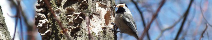 Black-capped chickadee with full peak of woodchips - thicksons woods