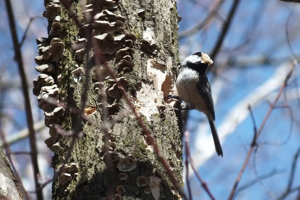 Black-capped chickadee with beak full of woodchips - thicksons woods