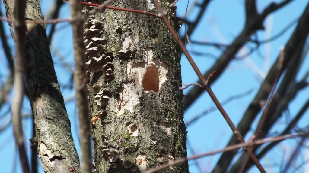 Chickadee excavated nest entrance - thicksons woods - whitby