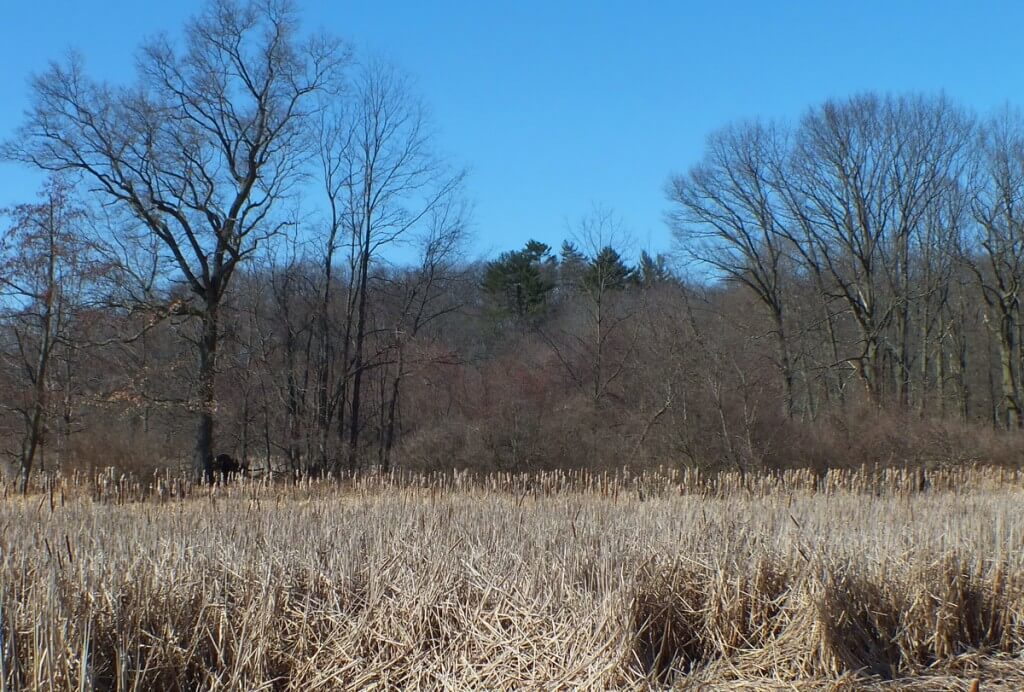 Cootes Paradise Marsh - Pine Tree with Eagles Nest - Hamilton - Ontario
