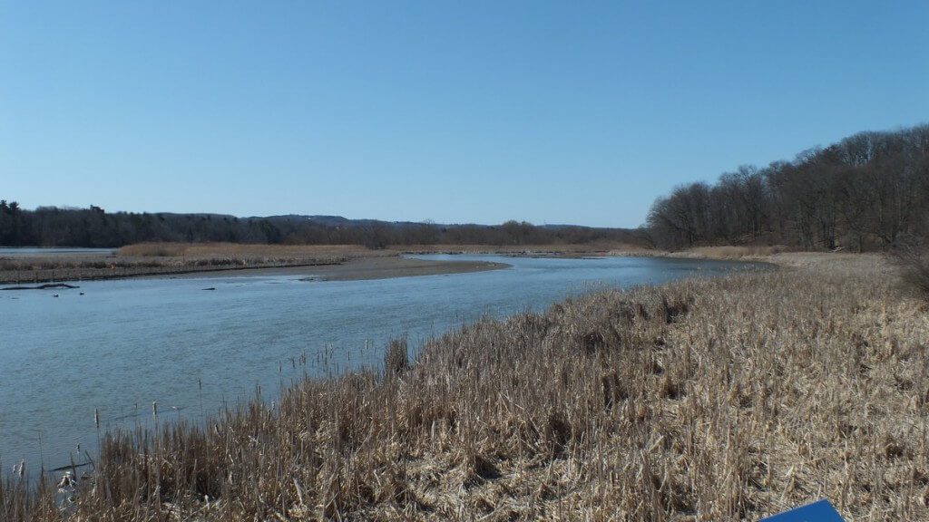 Cootes Paradise Marsh - looking towards trees with nest - Hamilton - Ontario