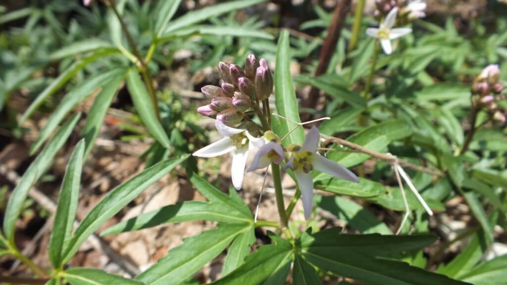 Cut-leaf Toothwort, Beamer Memorial Conservation Area, Grimsby