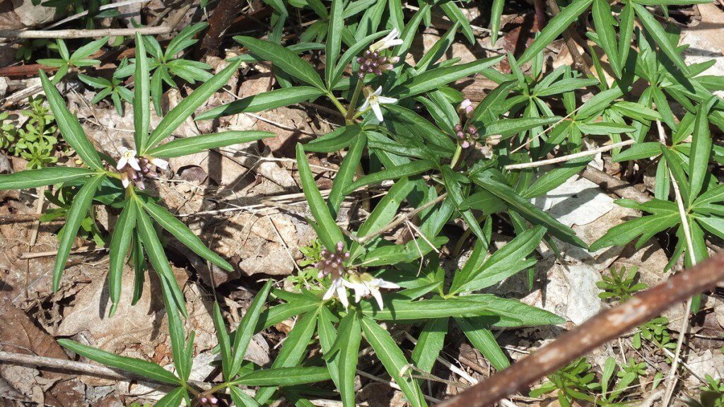 Cut-leaf Toothwort Plants, Beamer Memorial Conservation Area, Grimsby