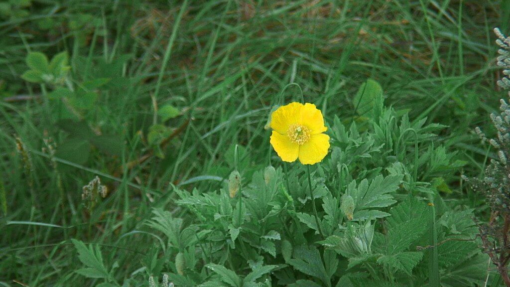 Flowers growing at Glendalough Cathedral - Ireland