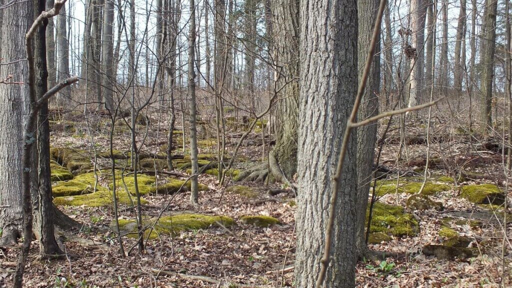 Forest at Beamer Memorial Conservation Area, Grimsby