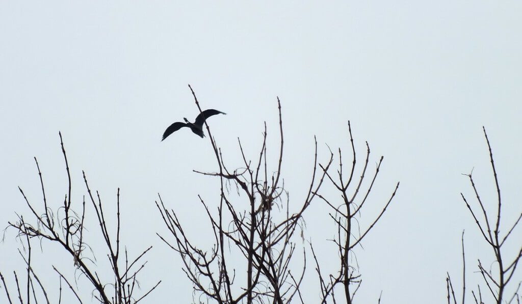Great Blue Heron heading east --- Youngs Point - Ontario - Canada
