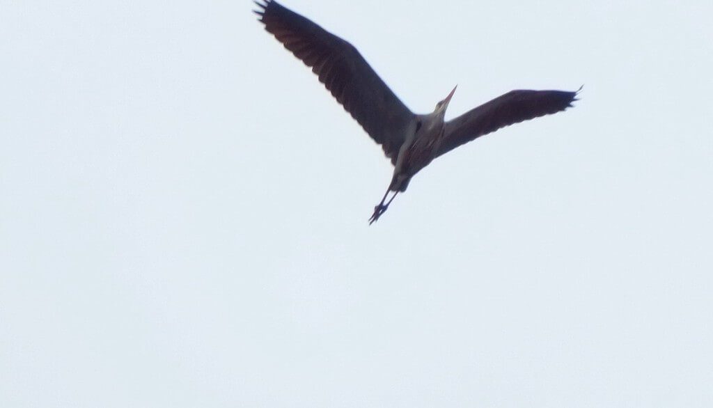 Great Blue Heron in flight --- Youngs Point - Ontario - Canada