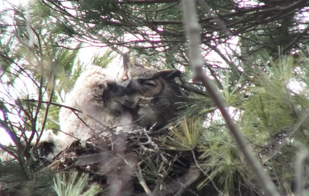Great Horned Owl chick pecks mom in nest - Thicksons Woods - Whitby - Ontario