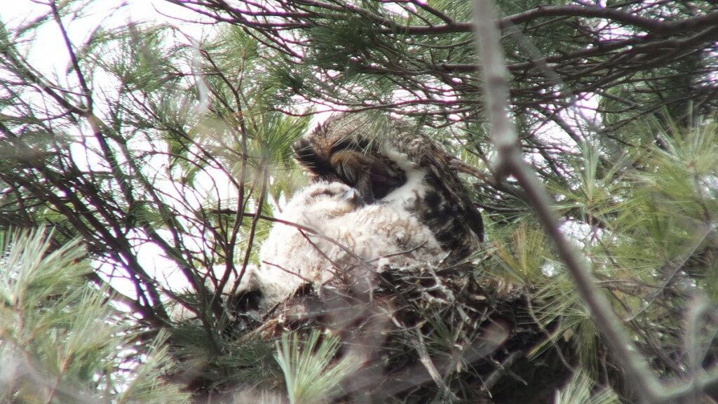 Great Horned Owl mom preens herself beside chick - Thicksons Woods - Whitby - Ontario
