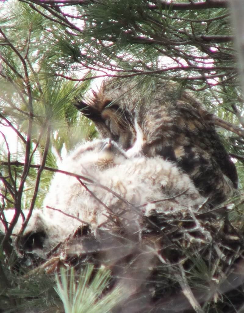 Great Horned Owl mom preens herself with chick - Thicksons Woods - Whitby - Ontario