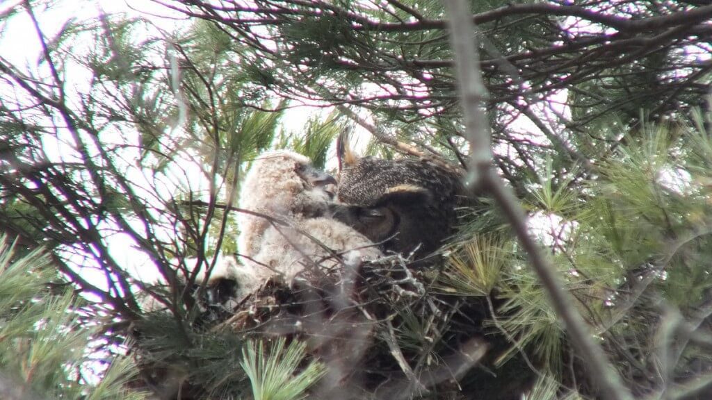 Great Horned Owl mom with chick in nest - Thicksons Woods - Whitby - Ontario