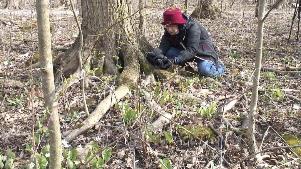 Jean takes pictures of various plants at Beamer Memorial Conservation Area, Grimsby