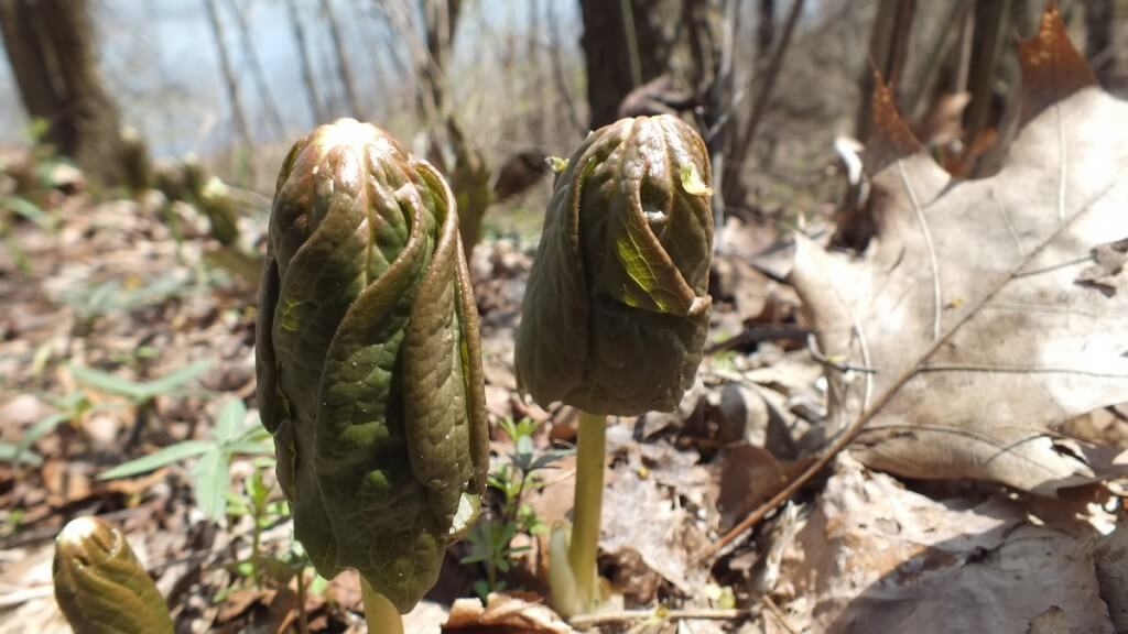 Mayapples, Beginning to Unfurl, Cootes Paradise, Burlington