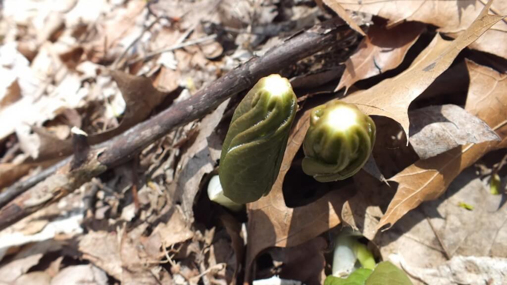 Mayapples, Not Unfurled, Cootes Paradise, Burlington